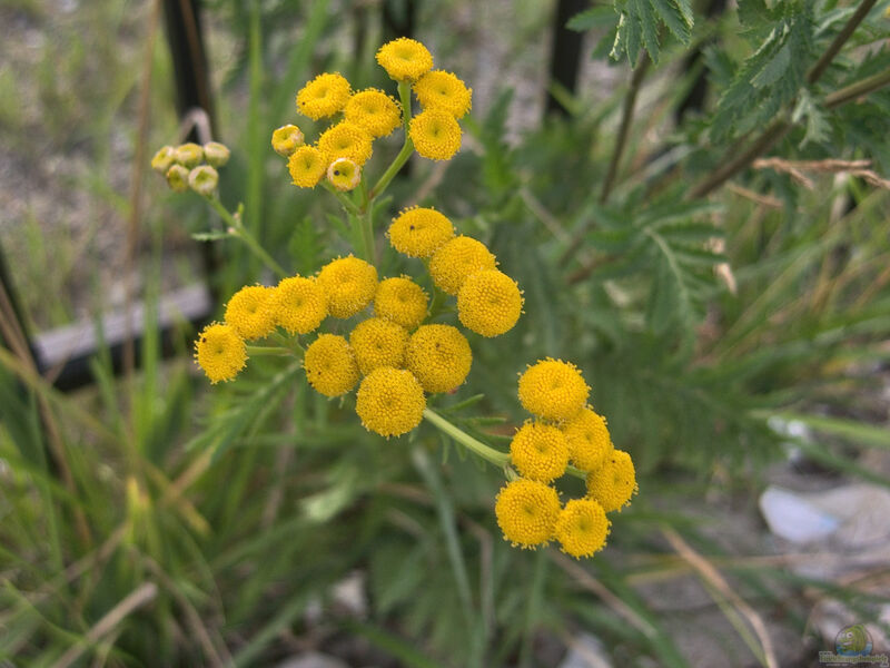 Tanacetum vulgare im Garten pflanzen (Einrichtungsbeispiele mit Rainfarn)