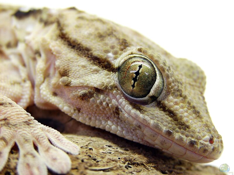 Tarentola annularis im Terrarium halten (Einrichtungsbeispiele für Ringfinger-Gecko)