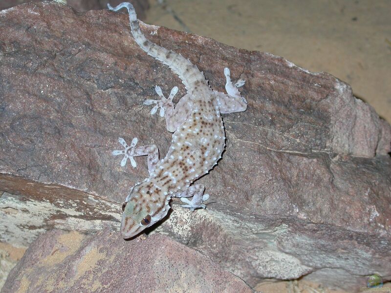 Tarentola parvicarinata im Terrarium halten (Einrichtungsbeispiele mit Kleinwarzen-Großschwanzgeckos)