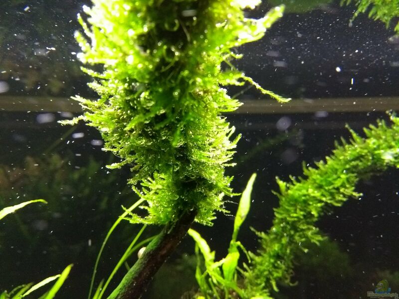 Spiky Moss im Aquarium (Taxiphyllum sp. Spiky Moss)