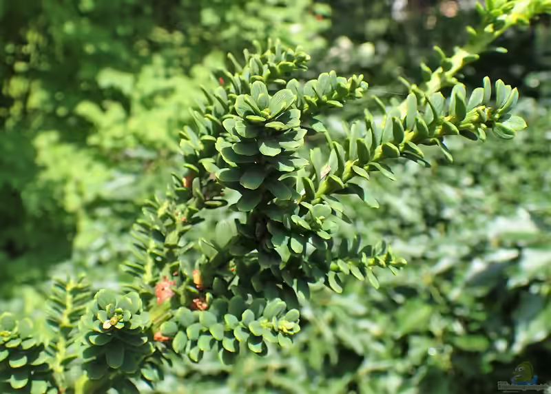Taxus baccata im Garten pflanzen (Einrichtungsbeispiele mit Europäische Eibe)