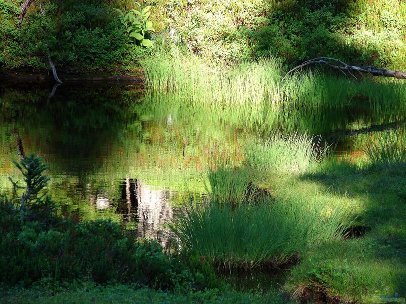 Einen Gartenteich anlegen und betreiben (Ein Teich als Oase der Ruhe im eigenen Garten)