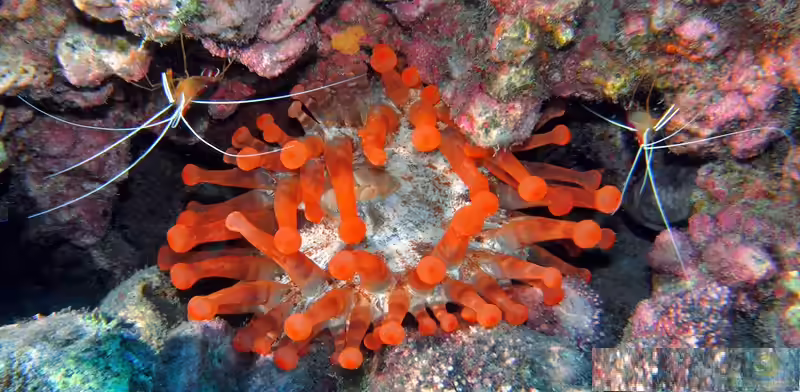 Telmatactis cricoides im Aquarium halten (Einrichtungsbeispiele für Keulenanemone)