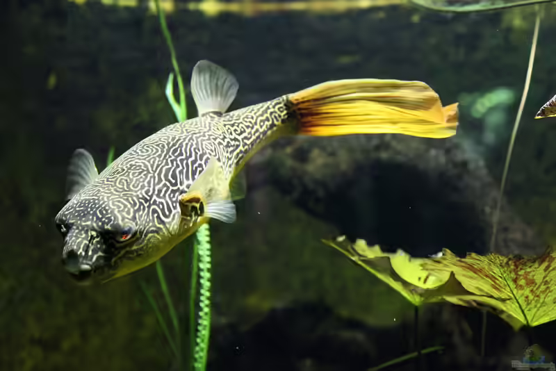 Tetraodon mbu im Aquarium halten (Einrichtungsbeispiele für Goldringelkugelfische)