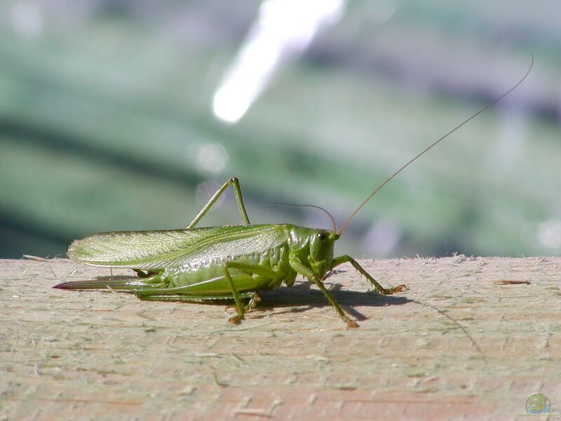 Tettigonia viridissima im Garten (Einrichtungsbeispiele mit Grünes Heupferd)