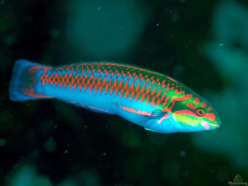 Thalassoma cupido im Aquarium halten (Einrichtungsbeispiele für Amor Lippfisch)