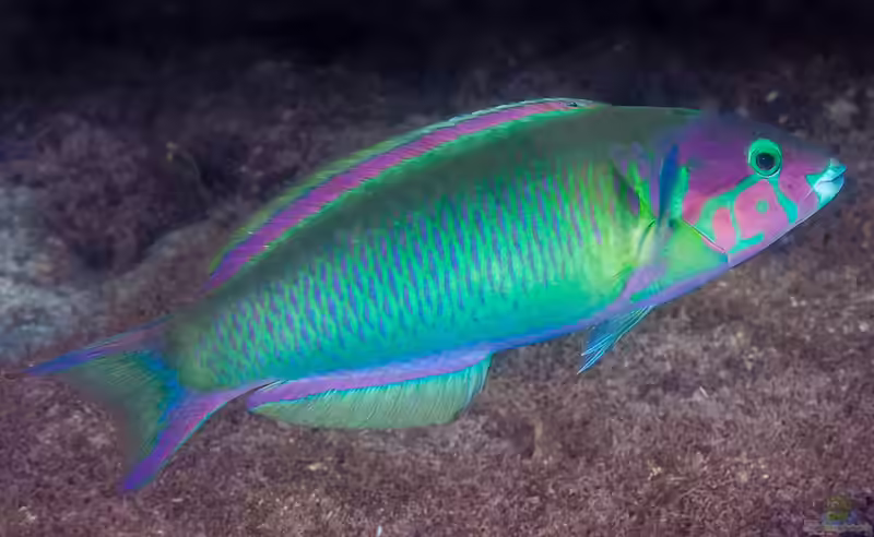 Thalassoma genivittatum im Aquarium halten (Einrichtungsbeispiele für Vielfarben-Lippfisch)