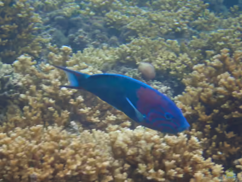 Thalassoma grammaticum im Aquarium halten (Einrichtungsbeispiele für Grüner Lippfisch)