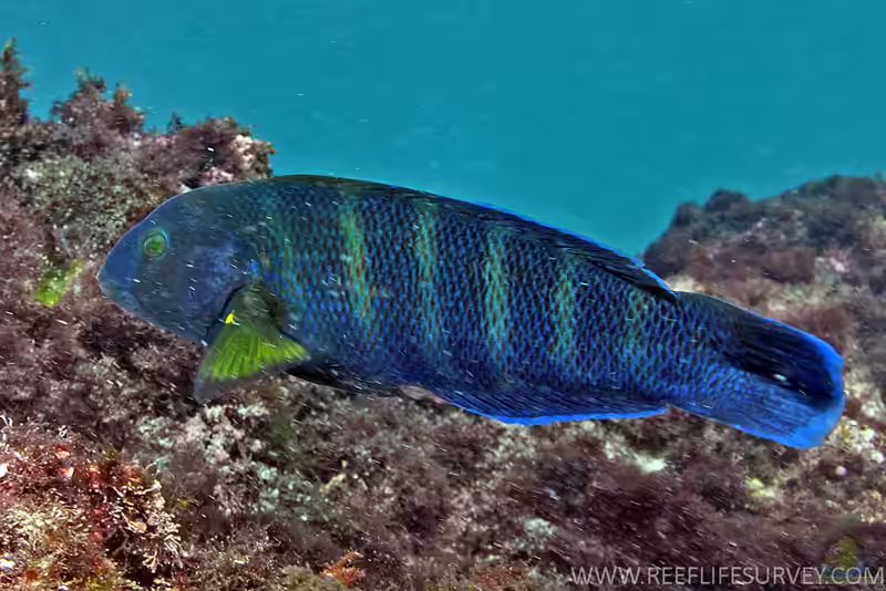 Thalassoma septemfasciatum im Aquarium halten (Einrichtungsbeispiele für Siebenstreifen Lippfisch)