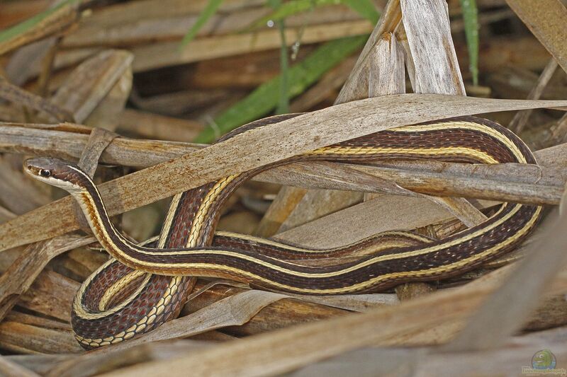 Thamnophis sauritus im Terrarium halten (Einrichtungsbeispiele mit Schlanke Strumpfbandnatter)