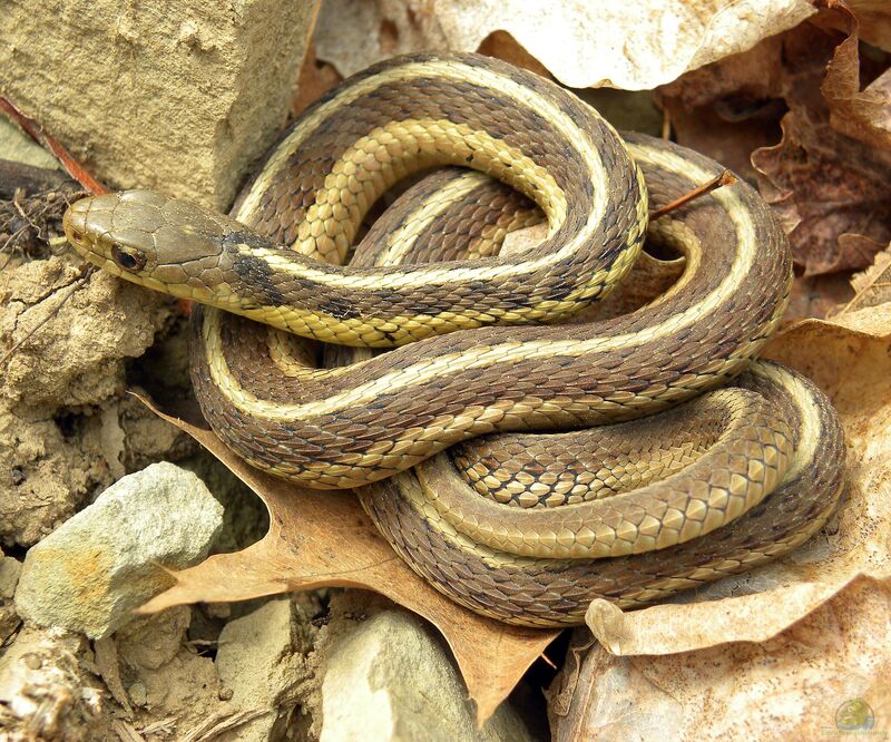 Thamnophis sirtalis im Terrarium halten (Einrichtungsbeispiele mit Gewöhnliche Strumpfbandnatter)