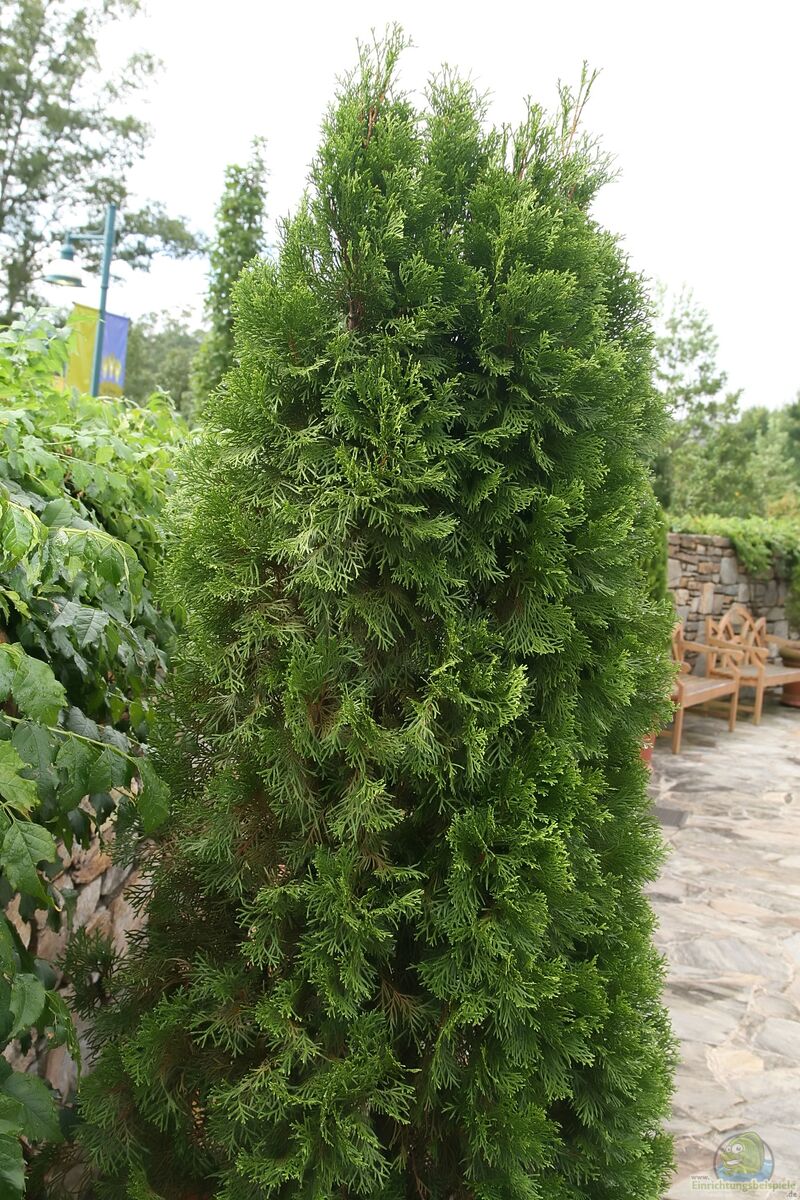 Thuja occidentalis im Garten pflanzen (Einrichtungsbeispiele mit Abendländischer Lebensbaum)