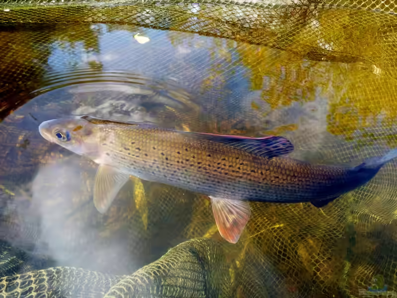 Thymallus thymallus im Teich halten (Einrichtungsbeispiele für Europäische Äschen)