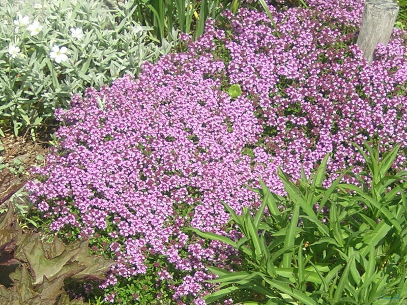 Thymus serpyllum am Gartenteich pflanzen (Einrichtungsbeispiele mit Sand-Thymian)