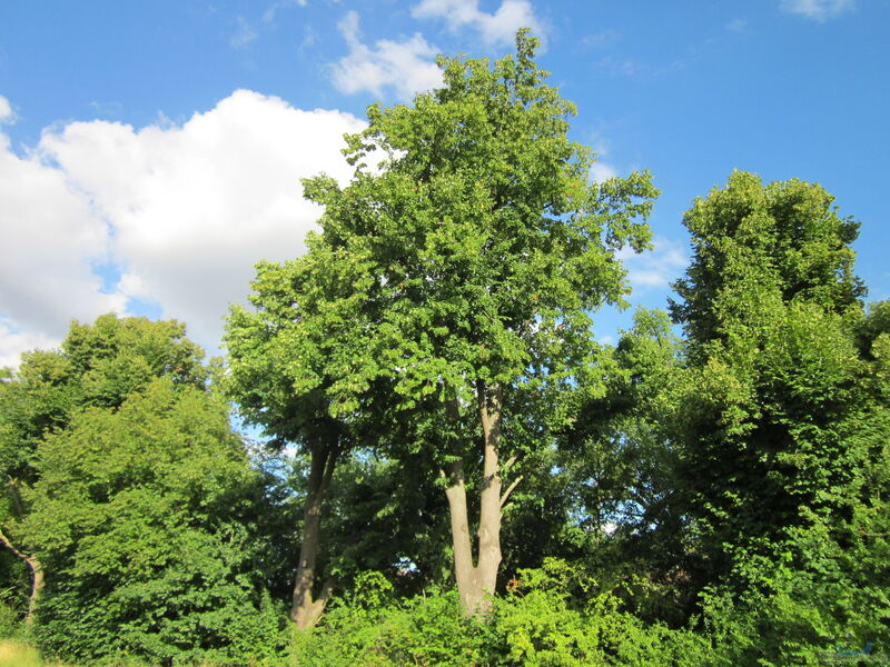 Tilia cordata im Garten pflanzen (Einrichtungsbeispiele mit Winter-Linde)