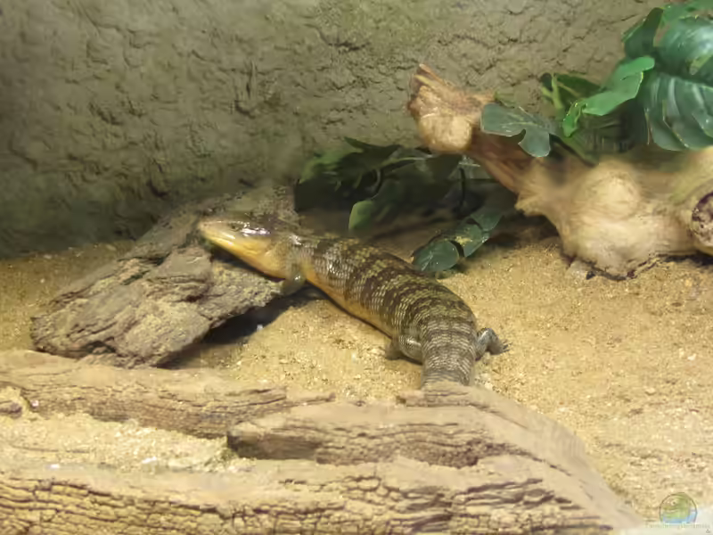 Tiliqua scincoides chimaerea im Terrarium halten (Einrichtungsbeispiele für Tanimbar Blauzungenskink)