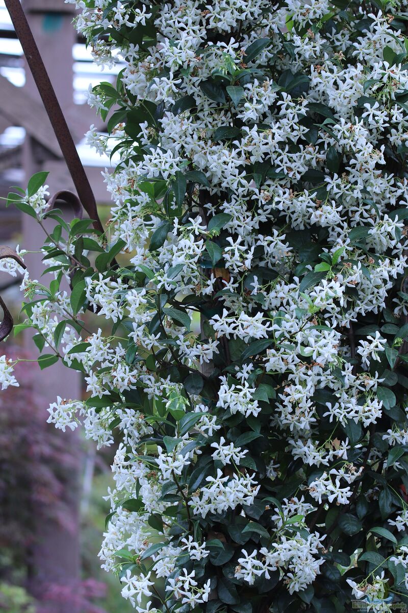 Trachelospermum jasminoides im Garten pflanzen (Einrichtungsbeispiele mit Chinesischer Sternjasmin)