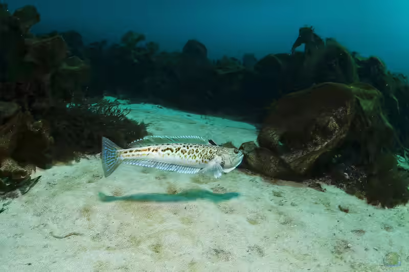 Trachinidae-Arten im Aquarium halten (Einrichtungsbeispiele für Petermännchen)