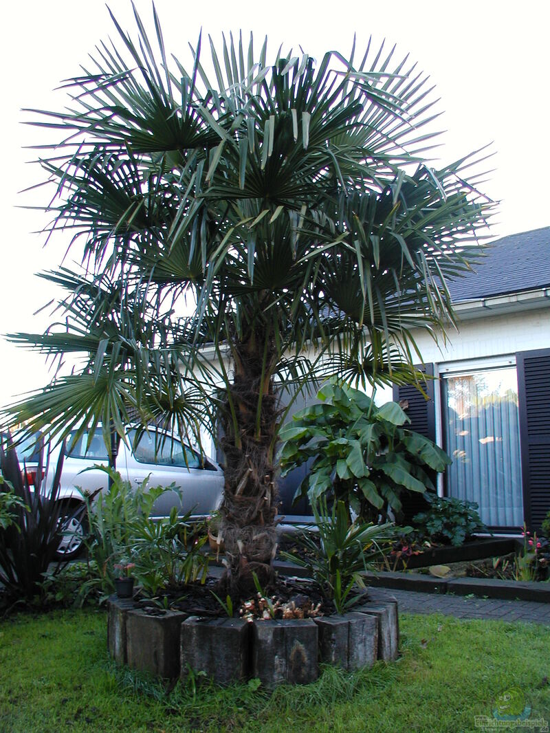 Trachycarpus fortunei im Garten pflanzen (Einrichtungsbeispiele mit Chinesische Hanfpalme)