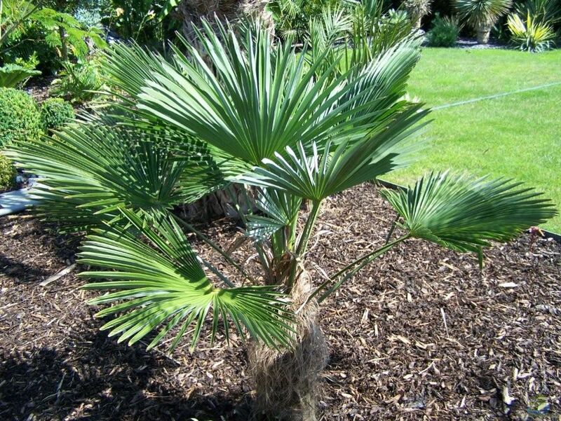 Trachycarpus wagnerianus im Garten pflanzen (Einrichtungsbeispiele mit Wagners Hanfpalme)