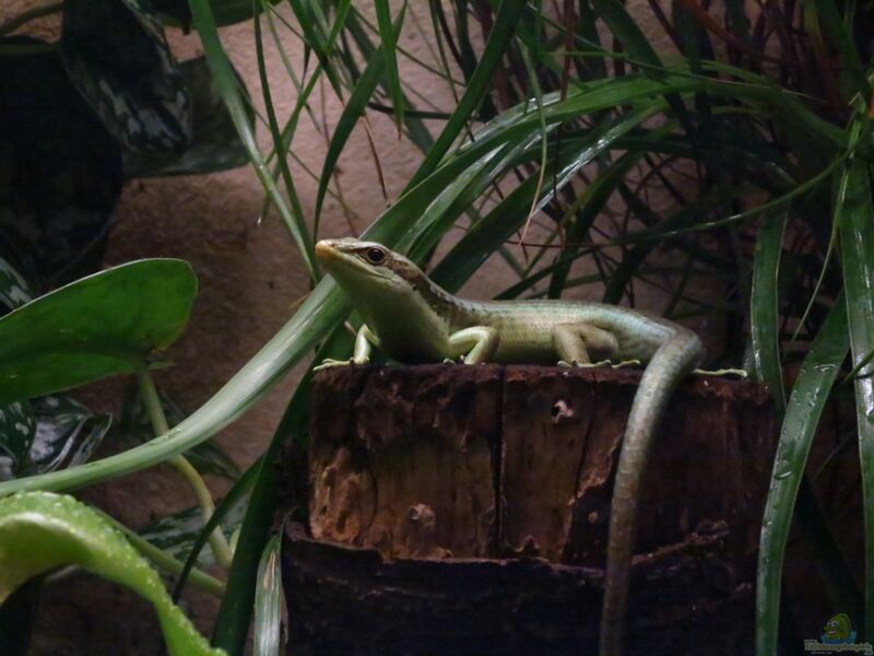 Trachylepis affinis im Terrarium halten (Einrichtungsbeispiele für Afrikanischer Berberskink)