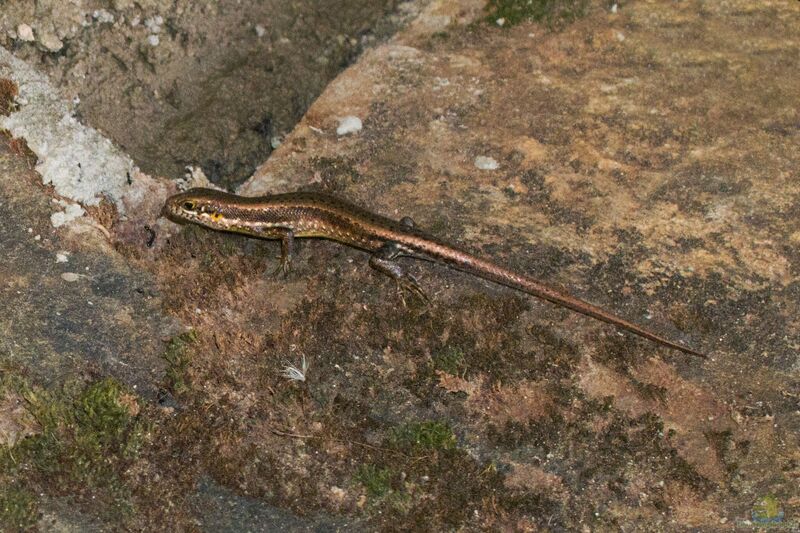 Trachylepis maculilabris im Terrarium halten (Einrichtungsbeispiele für Gefleckter Skink)