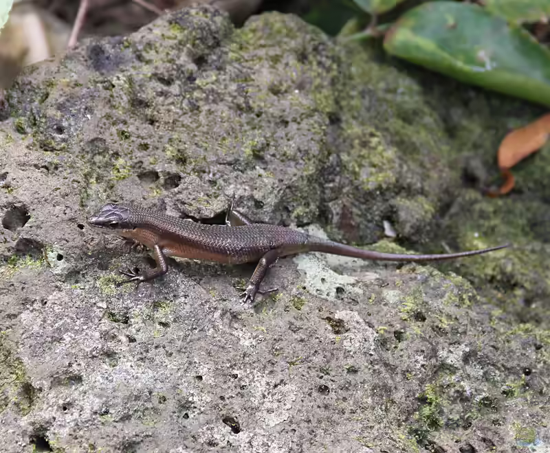 Trachylepis polytropis im Terrarium halten (Einrichtungsbeispiele für Afrika-Skink)