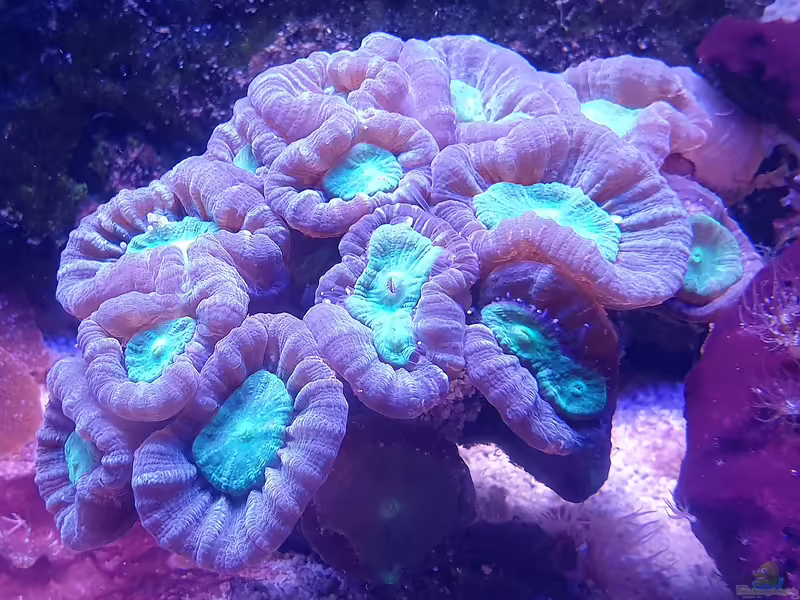 Trachyphyllia geoffroyi im Aquarium halten (Einrichtungsbeispiele für Grüne offene Hirnkoralle)