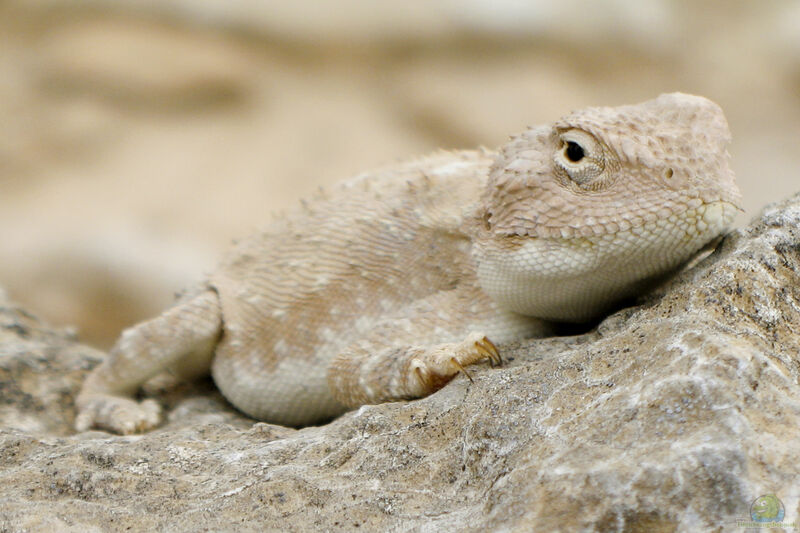 Trapelus pallidus im Terrarium halten (Einrichtungsbeispiele für Blasse Wüstenagame)