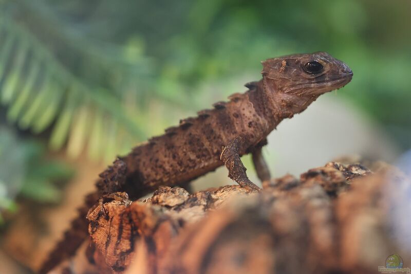 Tribolonotus novaeguineae im Terrarium halten (Einrichtungsbeispiele mit Neuguinea Krokodilschwanzskink)