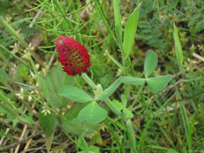 Trifolium incarnatum im Garten pflanzen (Einrichtungsbeispiele mit Inkarnat-Klee)