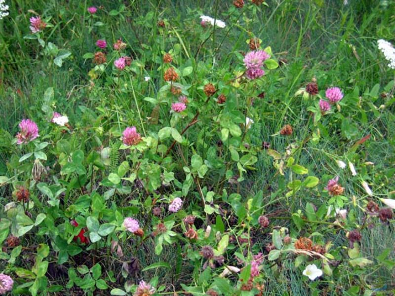 Trifolium pratense im Garten pflanzen (Einrichtungsbeispiele mit Wiesenklee)