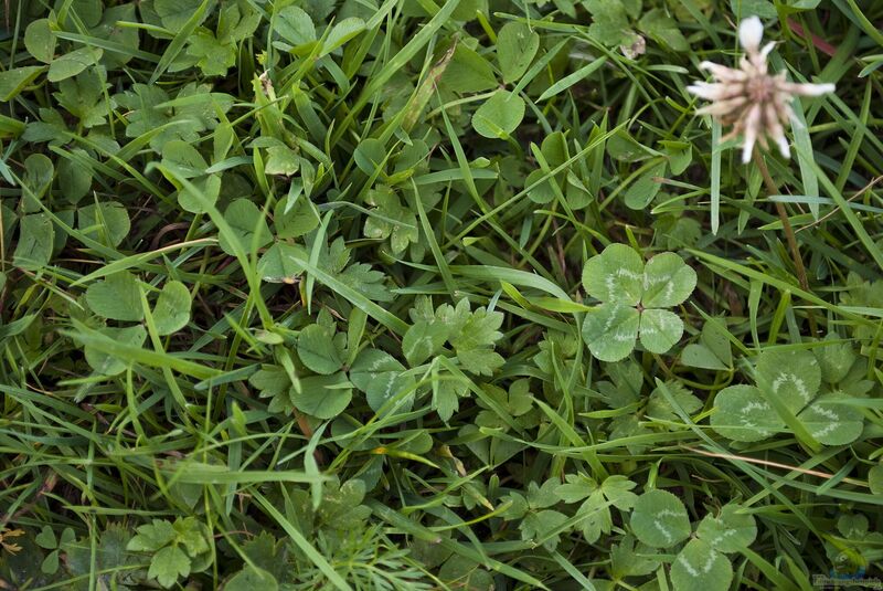 Trifolium repens im Garten pflanzen (Einrichtungsbeispiele mit Weißklee)