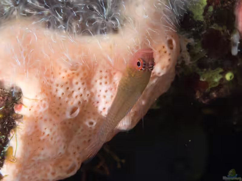 Trimma haimassum im Aquarium halten (Einrichtungsbeispiele für Trimma haimassum)