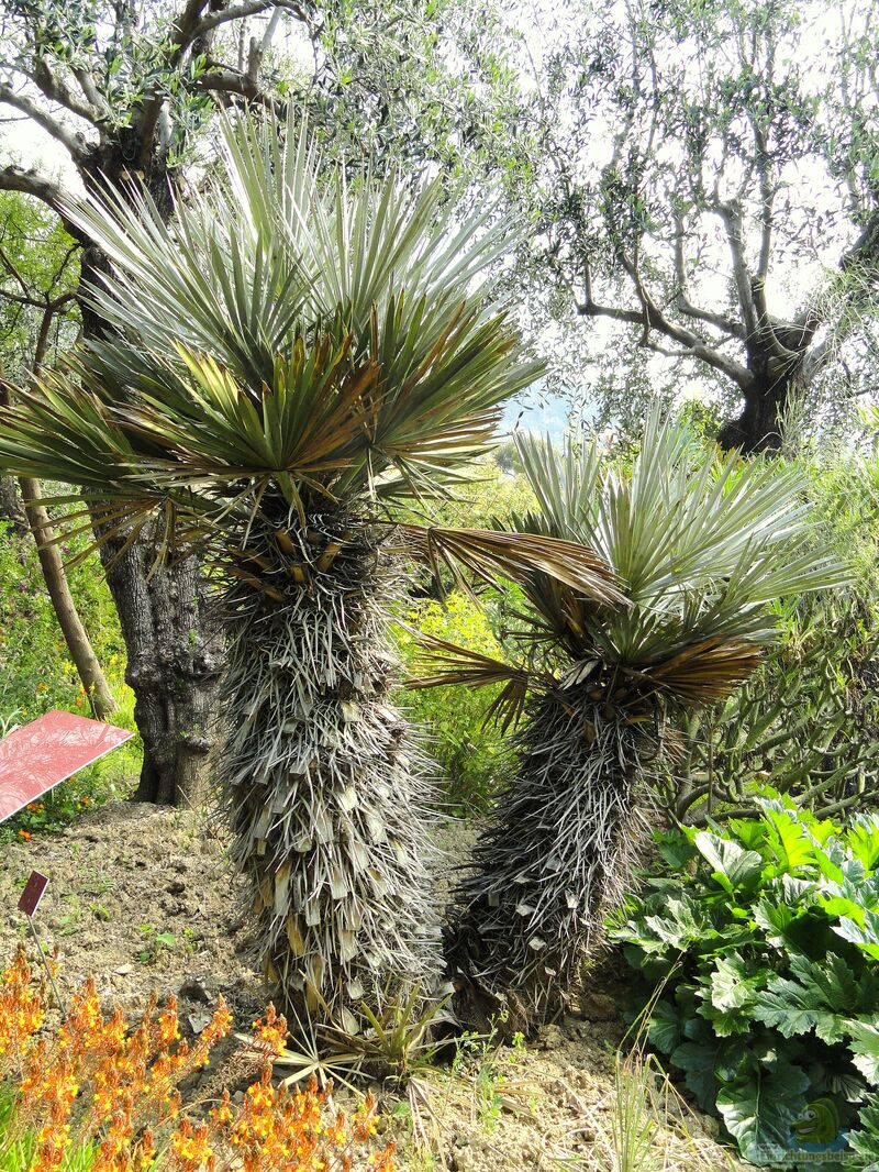 Trithrinax campestris im Garten pflanzen (Einrichtungsbeispiele mit Blaue Nadelpalme)