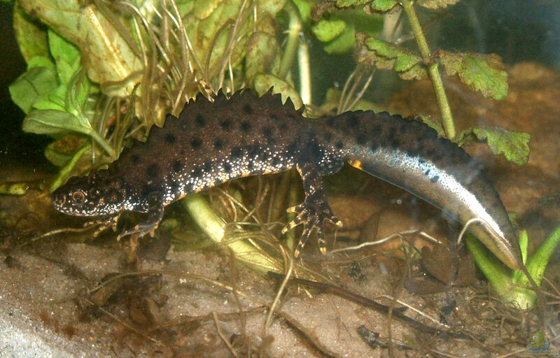 Triturus cristatus im Garten (Einrichtungsbeispiele mit Kammmolch)