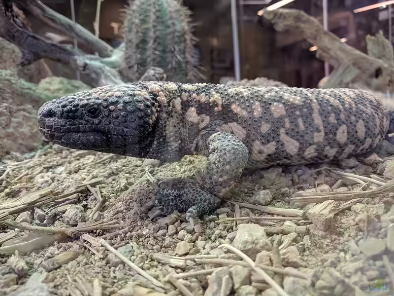 Ein Trockenterrarium einrichten (Einrichtungsbeispiele für Trockenterrarien)