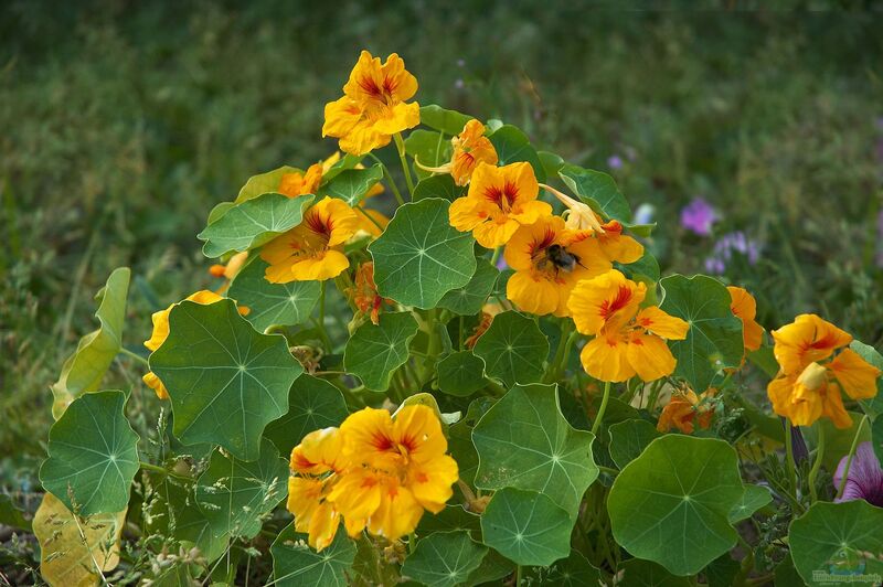 Tropaeolum im Garten pflanzen (Einrichtungsbeispiele mit Kapuzinerkresse)