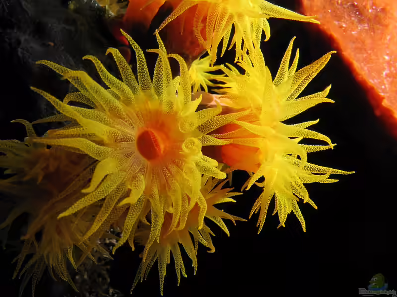 Tubastraea coccinea im Aquarium halten (Einrichtungsbeispiele für Gelbe Kelchkoralle)