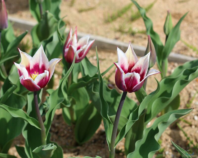 Tulpen im Garten pflanzen (Einrichtungsbeispiele mit Tulipa-Arten)