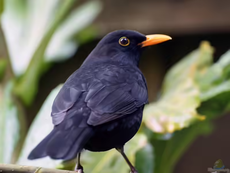 Turdus merula im Garten (Einrichtungsbeispiele mit Amsel)