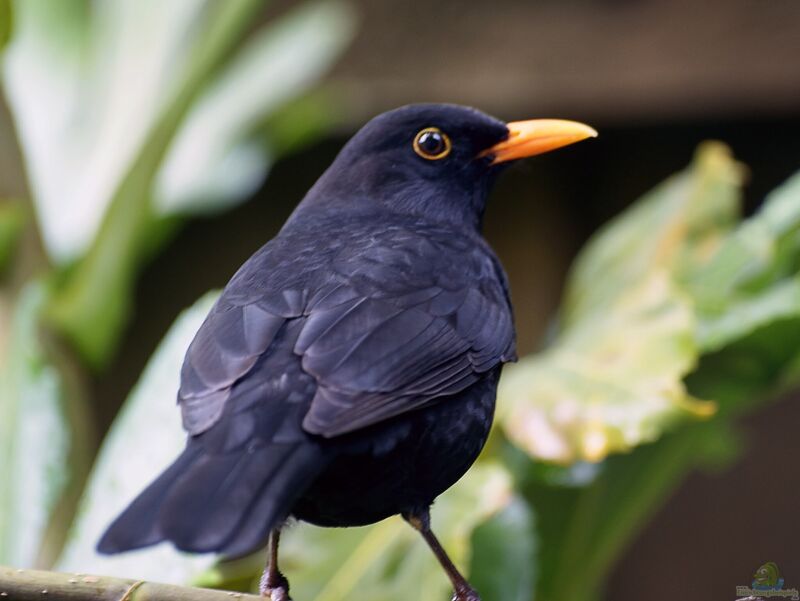 Turdus merula im Garten (Einrichtungsbeispiele mit Amsel)