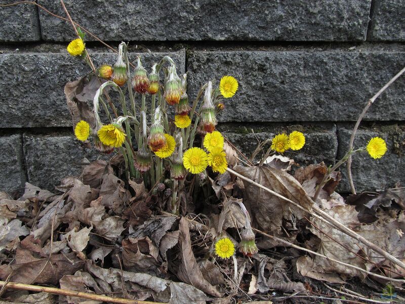 Tussilago farfara im Garten pflanzen (Einrichtungsbeispiele mit Huflattich)