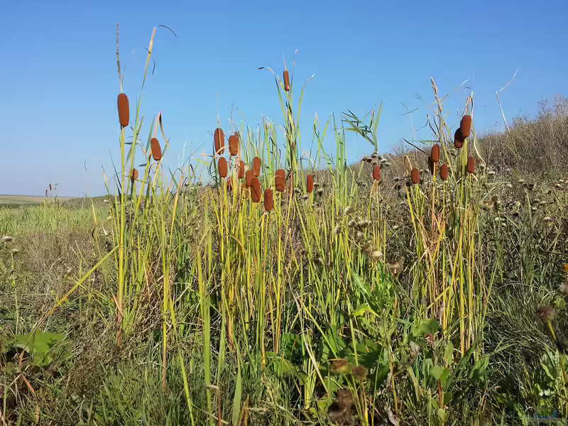 Typha laxmannii am Gartenteich (Einrichtungsbeispiele mit Schlank-Rohrkolben)