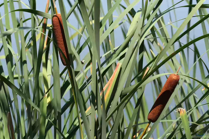 Typha am Gartenteich pflanzen (Teichbeispiele mit Rohrkolben)