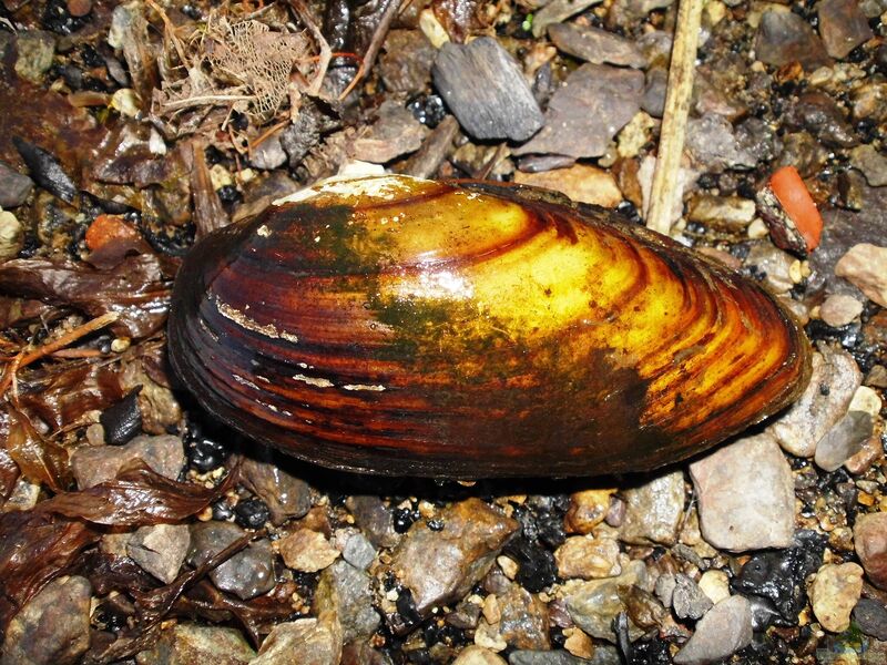 Unio pictorum im Gartenteich halten (Einrichtungsbeispiele für Malermuscheln)