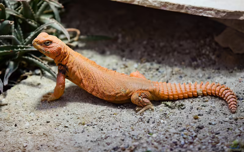 Uromastyx geyri im Terrarium halten (Einrichtungsbeispiele für Geyrs Dornschwanzagame)