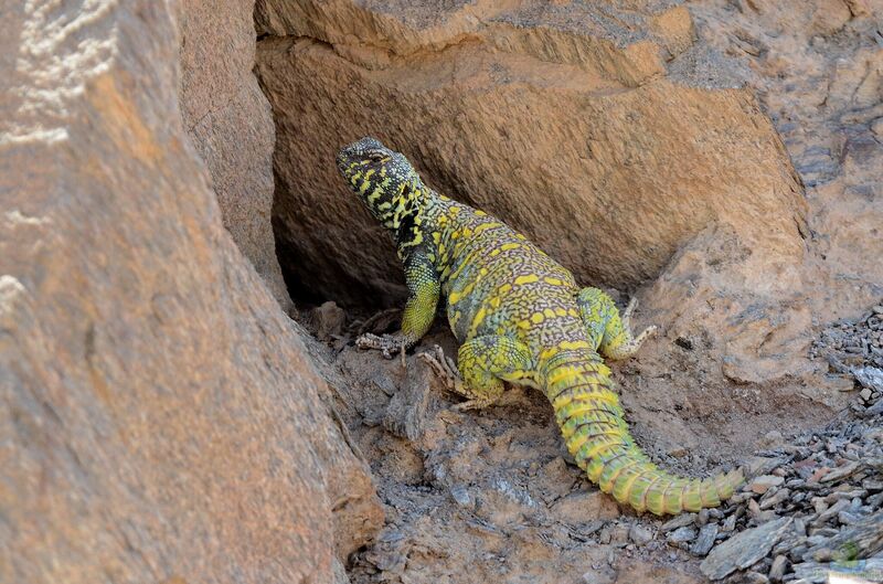 Uromastyx ornata im Terrarium halten (Einrichtungsbeispiele mit Dornschwanzagamen)