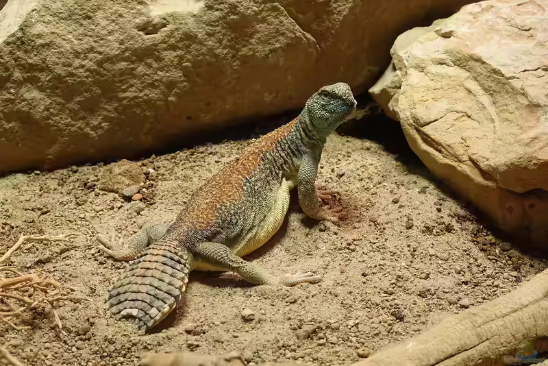 Uromastyx thomasi im Terrarium pflanzen (Einrichtungsbeispiele mit Oman Dornschwanzagame)