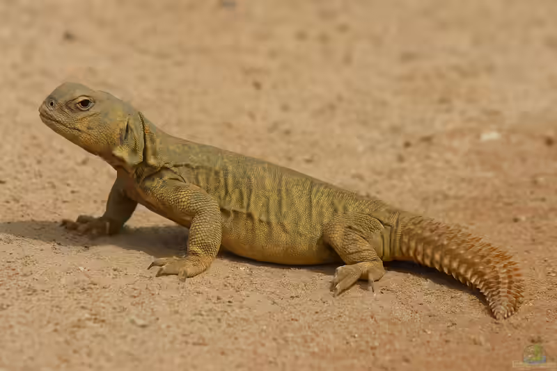 Südarabische Dornschwanzagamen im Terrarium halten (Einrichtungsbeispiele für Uromastyx yemenensis)